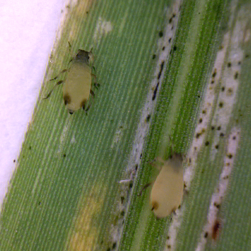 Corn leaf aphids