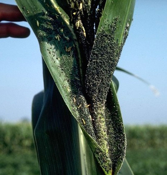 Corn leaf aphids on corn leaves