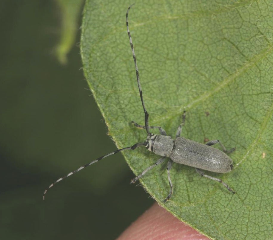 Dectes Stem Borer Dectes Stem Borer