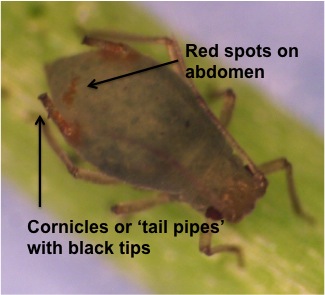 Bird-cherry-oat-aphid