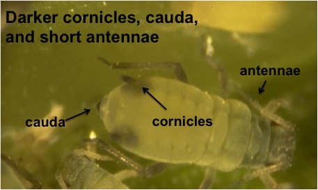 Corn leaf aphid diagnostics