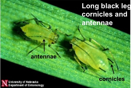 English grain aphid