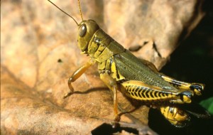 Differential grasshopper