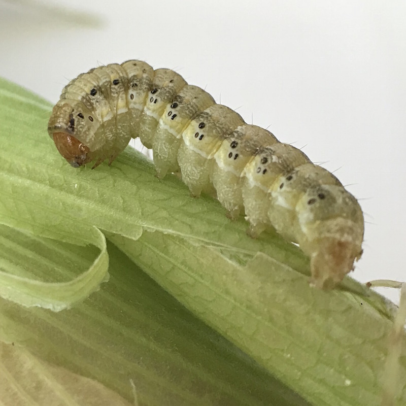 Earworm caterpillar