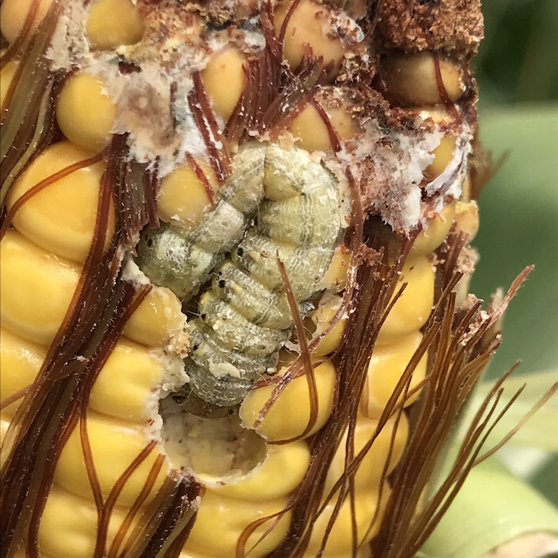 Earworm feeding on corn ear