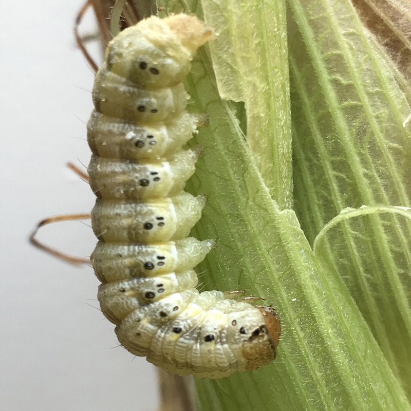 Earworm caterpillar