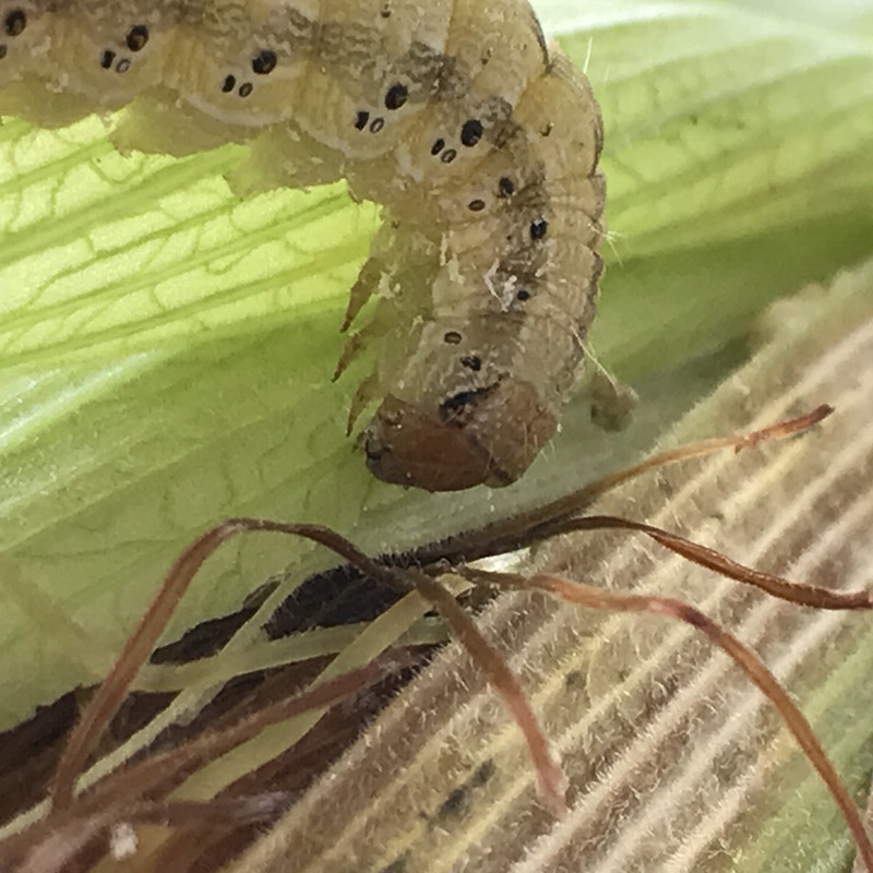 Earworm caterpillar, orange head capsule