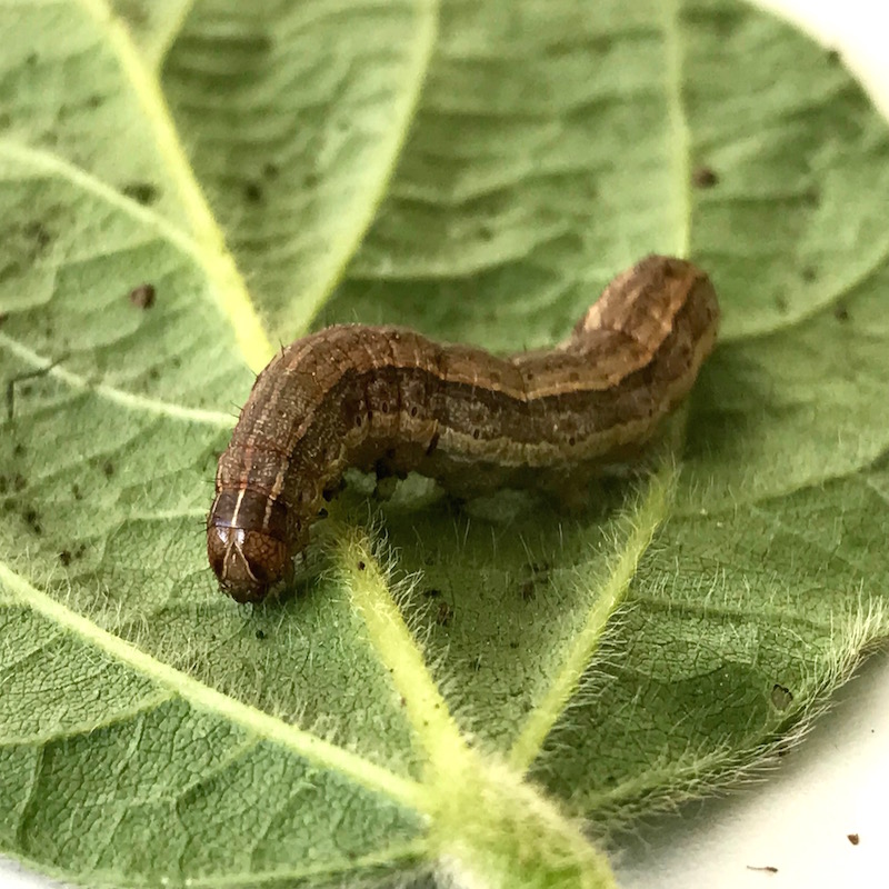 Fall armyworm caterpillar