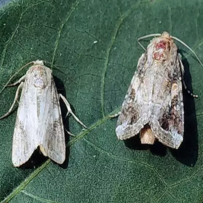 Male and female adult fall armyworm moths