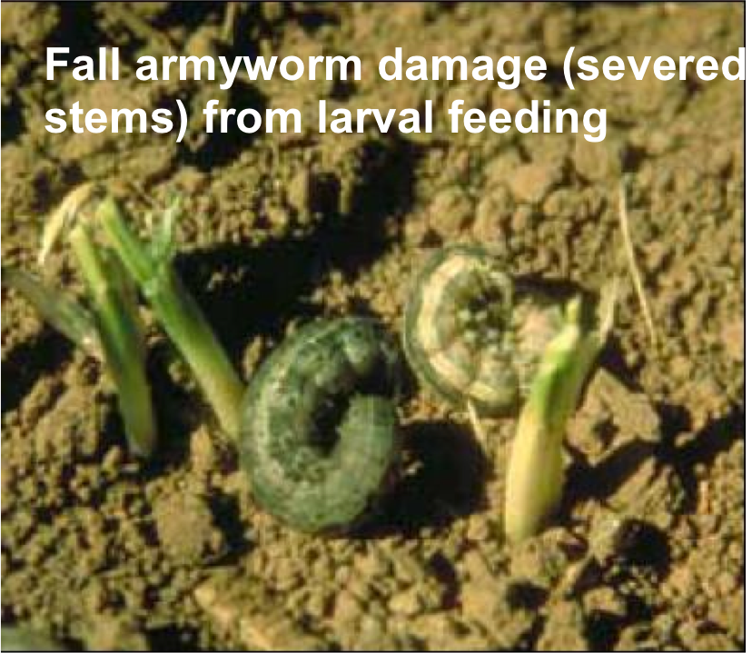 Fall Armyworm Damage