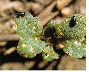 Flea beetles on canola Flea beetles on canola