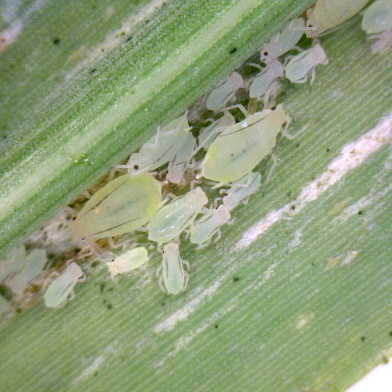 Greenbug adults and nymphs