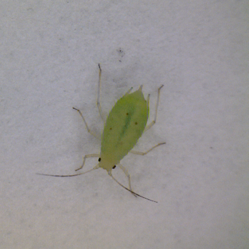 Greenbug