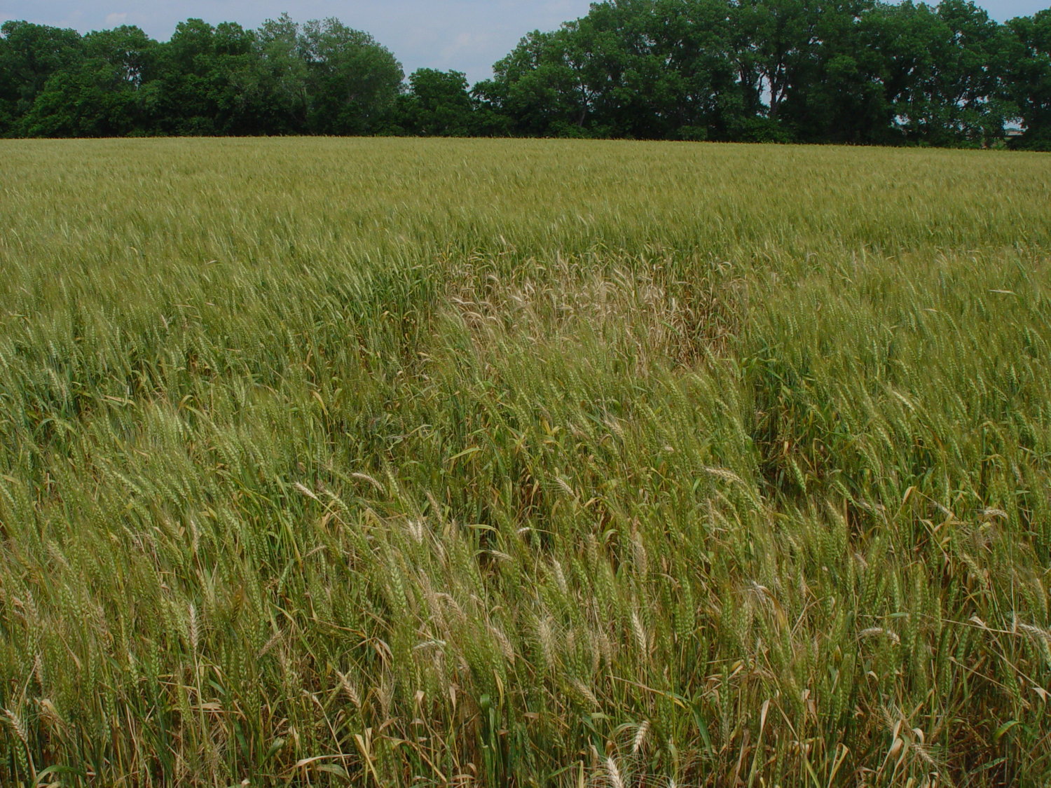 White heads scattered in field caused by Hessian fly