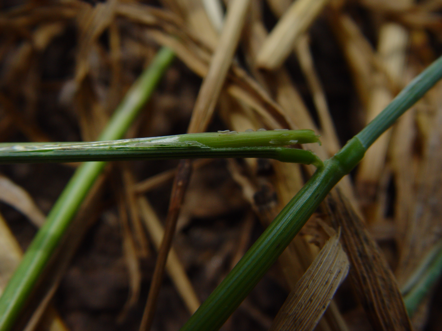 Stem lodging caused by Hessian fly