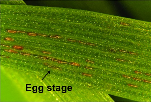 Hessian fly egg stage