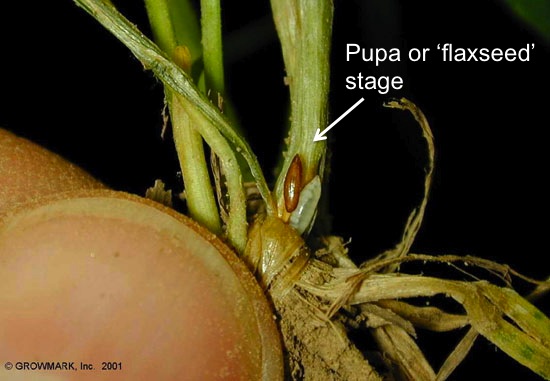 Hessian fly pupa stage