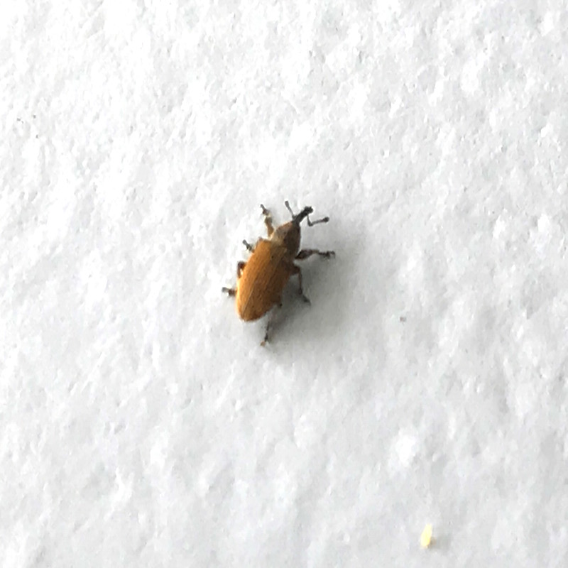 Red sunflower seed weevil