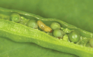 Seedpod weevil larvae Seedpod weevil larvae