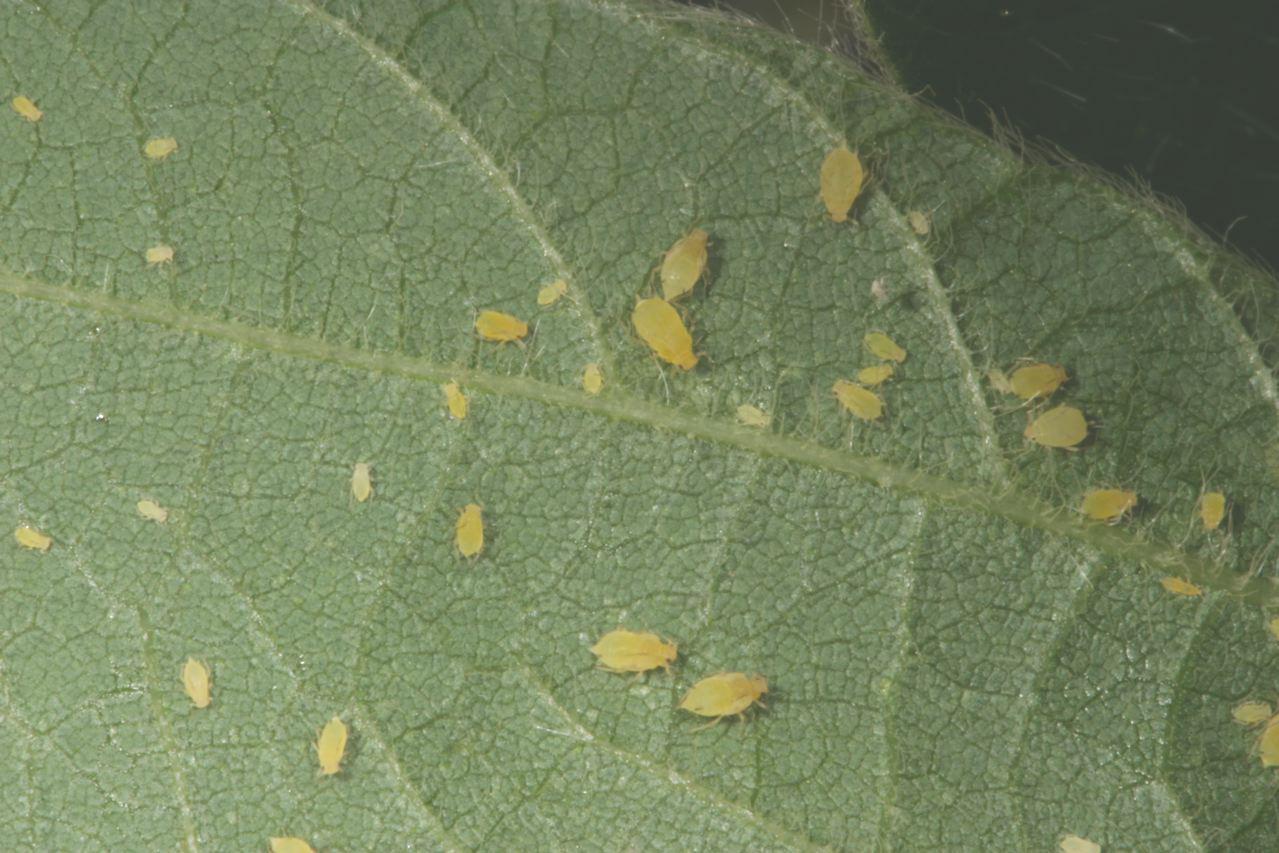 Soybean Aphid Soybean Aphid