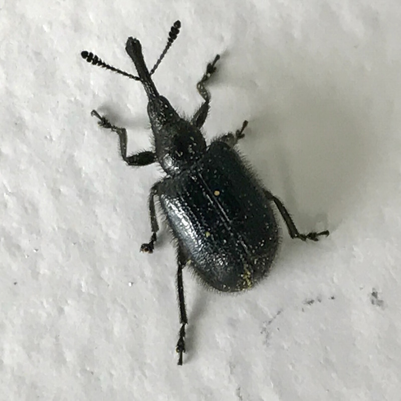 Sunflower headclipping weevil