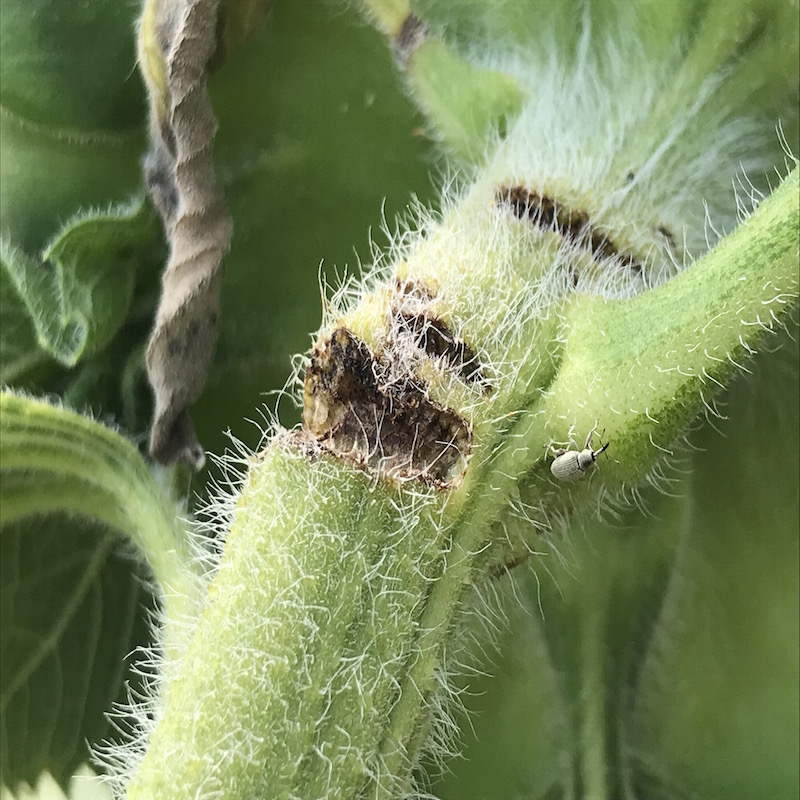 Sunflower headclipping weevil damage