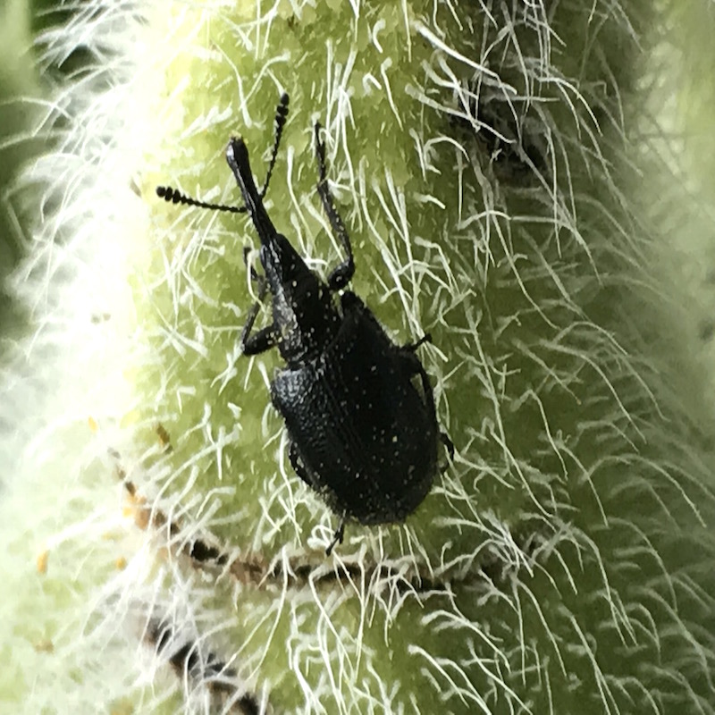 Sunflower headclipping weevil