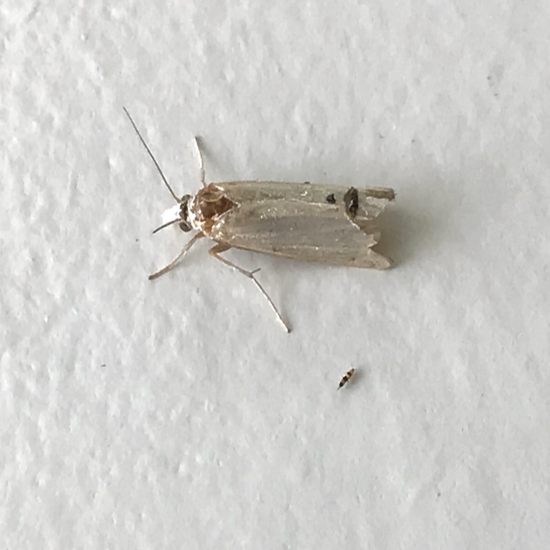 Adult sunflower moth