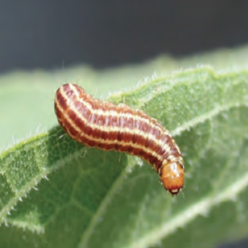 Sunflower head moth larva