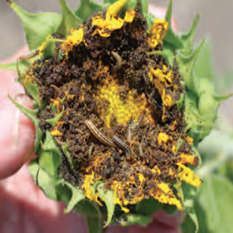 Sunflower head moth damage
