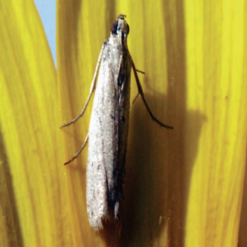 Sunflower head moth adult
