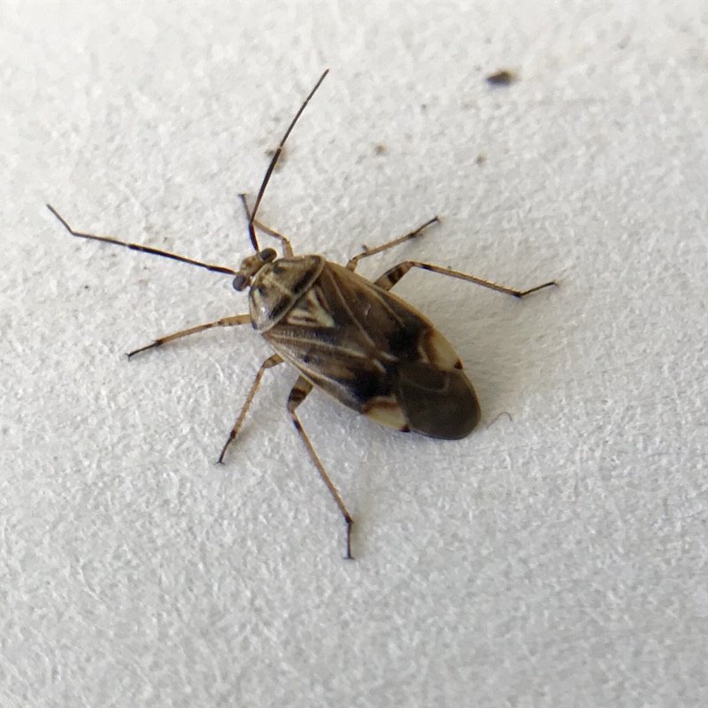Tarnished plant bug