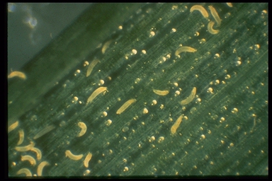 Wheat curl mites Wheat curl mites