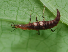 Larva of Hemerobius sp.
