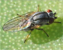Aphid fly adult