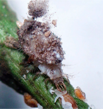 Ceraeochrysa larva with trash