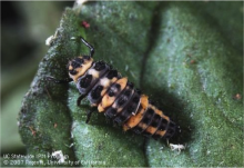 Convergent lady beetle larva
