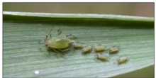 english grain aphid