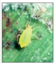 adult greenbug