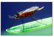adult Hessian fly