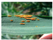 close-up of stem rust pustules