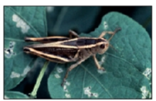 differential grasshopper