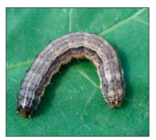 Fall armyworm larva