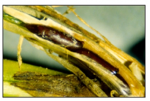 full grown Hessian fly larvae or flaxseeds