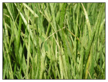leaf damage due to black grass bugs' feeding