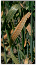 long, narrow stripes of yellow-orange pustules