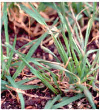 reddish streaking leaf tips