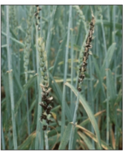 wheat heads infected with loose smut