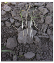 wheat tillers damaged by white grub feeding