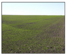 white grub damage to wheat field